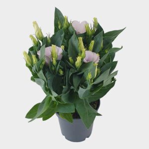 Eustoma Carmen ivory Lisianthus Bolero ivory 10.5cm
(10 Plants/Order)(10.5cmP 28cmH)