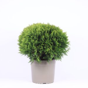 Thuja Danica occidentalis
(1 Plants/Order)(23cmP 40cmH)