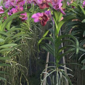 Vanda Vanda Pink Marroon Large
(2 Plants/Order)(15cmP 60cmH)