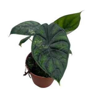 Alocasia Dragon Scale Variegata B Grade
(8 Plants/Order)(12cmP 25cmH)