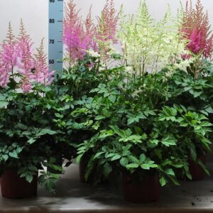 Astilbe mix
(1 Plants/Order)(21cmP 80cmH)