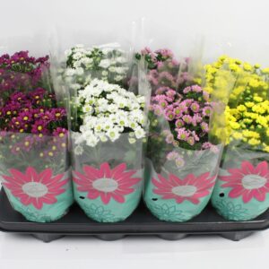 Chrysanthemum Madiba Chrysanthemum Madiba mixed Stadium 2/3
(8 Plants/Order)(14cmP 27cmH)