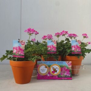 Pelargonium Welrieke Fragrant Isko pink op stone Pot
(6 Plants/Order)(13cmP 25cmH)