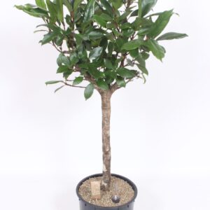 Ficus cyathistipula
(1 Plants/Order)(34cmP 130cmH)