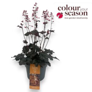 Heuchera Indian Summer P19 Hip Hip Hooray
(1 Plants/Order)(19cmP 50cmH)