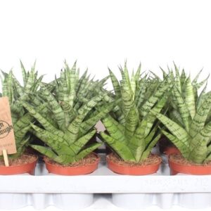 Sansevieria Cylindrica Tough Lady
(12 Plants/Order)(9cmP 25cmH)