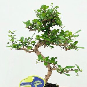 Bonsai Carmona macrophylla, 15cm., shape, without drip tray
(10 Plants/Order)(15cmP 30cmH)