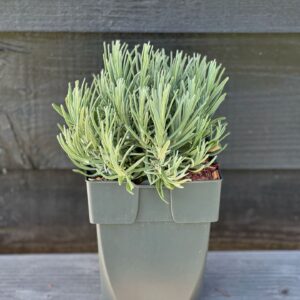 Lavandula angustifolia Hidcote Lavandula angustifolia 'Hidcote' P17
(6 Plants/Order)(17cmP 35cmH)