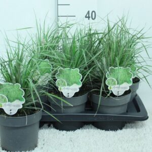 Calamagrostis x Overdam acutiflora P17
(6 Plants/Order)(17cmP 40cmH)
