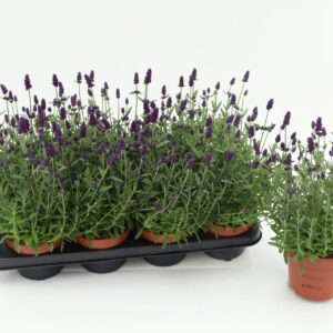 Lavandula angustifolia Hidcote Blue
(8 Plants/Order)(13cmP 30cmH)