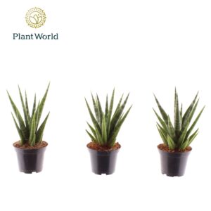 Sansevieria Cylindrica Dancing Queen' 7 cm
(16 Plants/Order)(7cmP 20cmH)