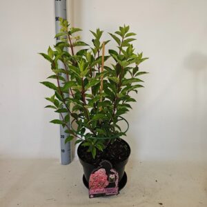 Hydrangea paniculata Vanille-Frais
(1 Plants/Order)(29cmP 70cmH)