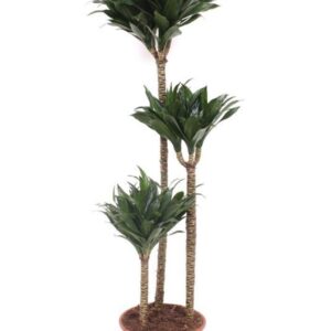 Dracaena Compacta 90-60-30
(1 Plants/Order)(24cmP 140cmH)