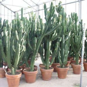 Euphorbia Ingens
(1 Plants/Order)(50cmP 180cmH)