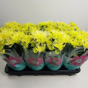 Chrysanthemum Anansi Yellow Anansi Yellow
(8 Plants/Order)(14cmP 27cmH)