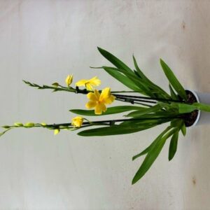 Cambria Nelly Isler Yellowstone 2tak
(10 Plants/Order)(12cmP 55cmH)