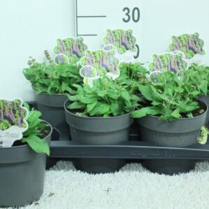 Salvia nemorosa Ostfriesland Salvia nem. 'Ostfriesland' P17
(6 Plants/Order)(17cmP 20cmH)