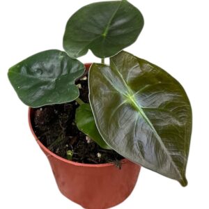Alocasia Golden Bone
(14 Plants/Order)(8cmP 12cmH)