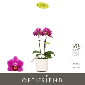 Phalaenopsis Multifloratypes other Optifriend Fay 2 spike in Piemonte White
(6 Plants/Order)(7cmP 25cmH)
