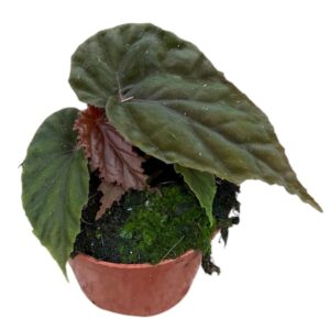 Begonia SP Black Bloodie
(14 Plants/Order)(8cmP 12cmH)