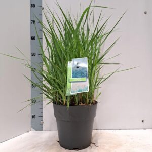 Panicum virgatum Prairie Sky'
(1 Plants/Order)(23cmP 75cmH)