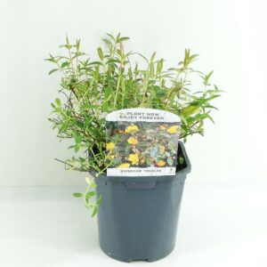 Hypericum x moserianum Tricolor Hypericum mos. 'Tricolor'
(6 Plants/Order)(17cmP 20cmH)
