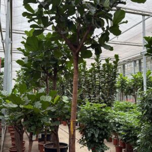 Ficus lyrata
(1 Plants/Order)(70cmP 420cmH)