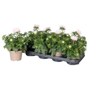 Callistephus chinensis 'Starlight L pink
(8 Plants/Order)(12cmP 25cmH)