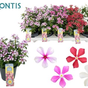 Catharanthus roseus Soirée mixed Soiree Mix 3-4 Colours Mixtray 10,5 cm
(10 Plants/Order)(10.5cmP 17cmH)