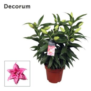 Lilium Roselily Esra
(5 Plants/Order)(19cmP 55cmH)