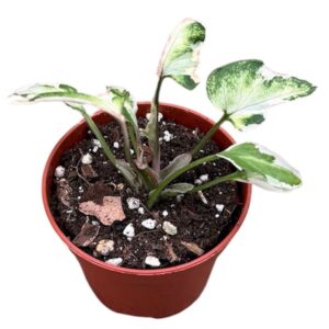 Syngonium Starlite
(20 Plants/Order)(6cmP 8cmH)