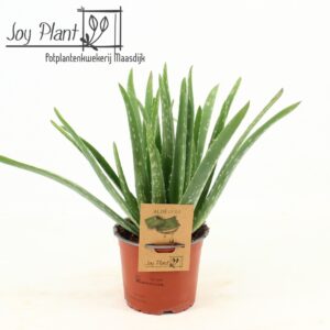 Aloe vera P12 busch
(6 Plants/Order)(12cmP 20cmH)