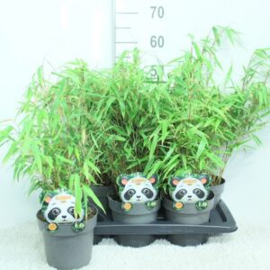 Fargesia rufa
(6 Plants/Order)(17cmP 60cmH)