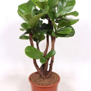 Ficus lyrata
(1 Plants/Order)(27cmP 100cmH)