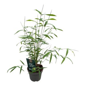 Fargesia angustissima One Boo™ Silkleaf P10
(9 Plants/Order)(10cmP 20cmH)