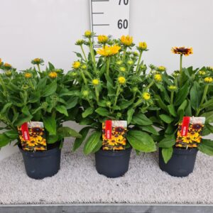 Rudbeckia Rudbeckia mix P19
(1 Plants/Order)(19cmP 50cmH)