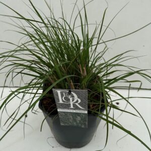 Pennisetum alopecuroides Hameln
(1 Plants/Order)(23cmP 70cmH)
