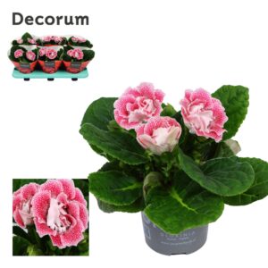 Sinningia other pink Gloxinia NEW Pink Spot
(6 Plants/Order)(13cmP 20cmH)