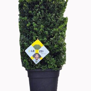 Ilex crenata Dark Green P34, Zuil 40x40x55cm
(1 Plants/Order)(34cmP 85cmH)