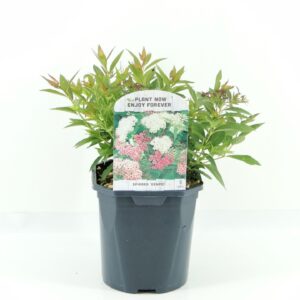 Spiraea japonica Genpei
(6 Plants/Order)(17cmP 30cmH)