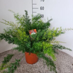 Asparagus Sprengeri Asparagus densiflorus sprengeri (Mazeppa)
(1 Plants/Order)(21cmP 50cmH)