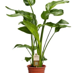 Strelitzia nicolai 3 stek 70-80cm
(6 Plants/Order)(17cmP 70cmH)