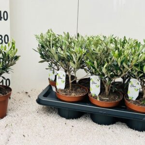 Olea europaea medi-bush
(7 Plants/Order)(16cmP 40cmH)