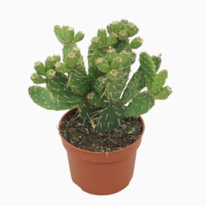 Opuntia quitensis 10,5 cm
(10 Plants/Order)(10.5cmP 20cmH)