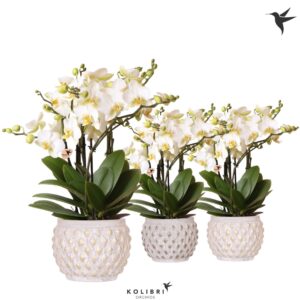 Phalaenopsis Lausanne Blossom 6 spike in Marrakesh Pot gold-copp
(3 Plants/Order)(12cmP 40cmH)