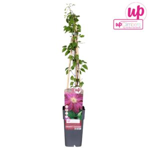 Clematis jackmanii Ernest Markham
(10 Plants/Order)(15cmP 65cmH)