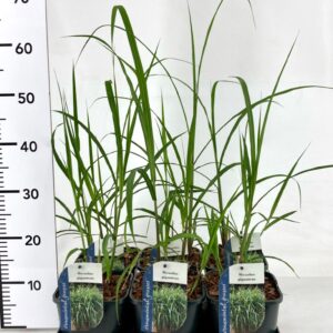 Miscanthus x giganteus Miscanthus Giganteus
(6 Plants/Order)(17cmP 15cmH)