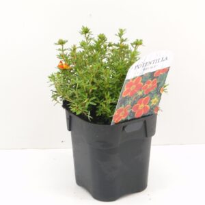 Potentilla fruticosa Red Ace
(6 Plants/Order)(17cmP 25cmH)