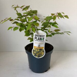 Corylopsis pauciflora
(1 Plants/Order)(19cmP 35cmH)