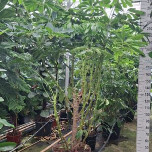 Schefflera Amate Schefflera Amate multistam XXL
(1 Plants/Order)(55cmP 300cmH)